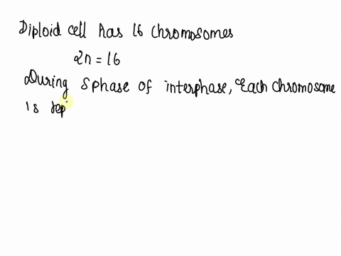a-diploid-cell-with-16-chromosomes-goes-through-mitosis-how-many-daughter-chromosomes-are-present-in-prophase-41266
