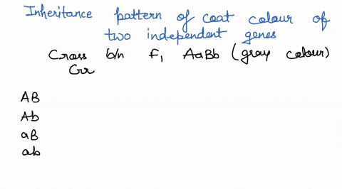 the-inheritance-pattern-for-coat-color-of-two-independent-genes-rats-is-the-following-a_b-gray-abb-yellow-aa-b-black-bb-cream-there-is-a-third-gene-on-scparate-chromosome-which-determines-if-30155