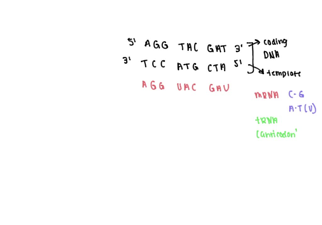 SOLVED: Question 14 (1 point) Except for the T-U exchange; the tRNA ...