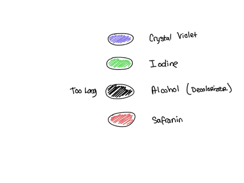 if-the-destaining-reagent-were-left-on-for-too-long-when-doing-a-gram-stain-would-the-conclusion-necessarily-be-altered-if-so-would-you-get-a-false-negative-or-a-false-positive-result-if-the-81726