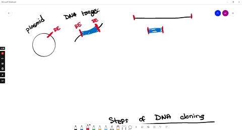 place-the-experimental-steps-of-dna-cloning-in-the-correct-order-1-2-3-4-5-the-bacteria-is-grown-and-the-recombinant-dna-plasmid-can-be-isolated-the-plasmid-and-target-dna-sequences-are-cut-90955