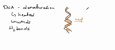 dna-is-a-double-stranded-molecule-in-the-side-supports-of-the-dna-ladder-what-kind-of-bond-connects-the-sugars-and-phosphales-in-the-rungs-of-the-dna-ladder-what-kind-of-bond-holds-the-nitro-34768