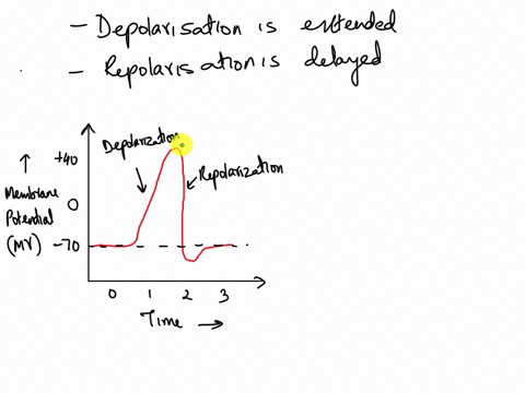 15-in-your-first-experiment-you-generated-action-potentials-in-axons-of-jarge-neurons-obtained-from-squid-in-the-presence-of-this-new-toxin-you-found-that-after-depolarizing-the-membrane-pot-42633
