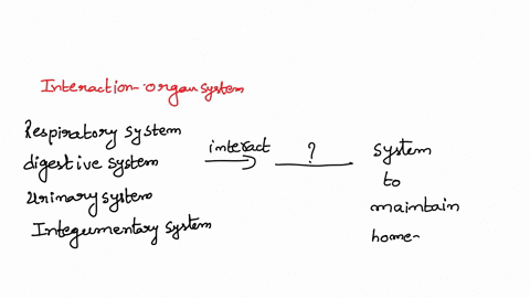 interacting-organ-systems-the-respiratory-system-digestive-system-urinary-system-and-integumentary-system-all-interact-with-the-system-to-maintain-homeostasis_-multiple-choice-circulatory-mu-78275