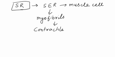 which-muscle-cell-structure-stores-calcium-ions-that-are-used-to-trigger-the-contraction-43447