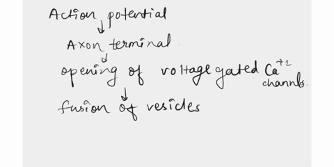 moving-to-another-question-will-save-this-response-question-1-when-a-motor-neuron-sends-an-action-potential-acetylcholine-is-released-by-exocytosis-into-the-synaptic-cleft-true-false-moving-61608