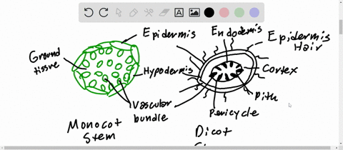 draw-monocot-and-dicot-stem-cross-sections-label-all-tissuecell-types-what-is-the-advantage-having-eustele-over-protostele-or-siphonostele-in-the-stemshoot-sytem-why-do-roots-have-more-simpl-89365