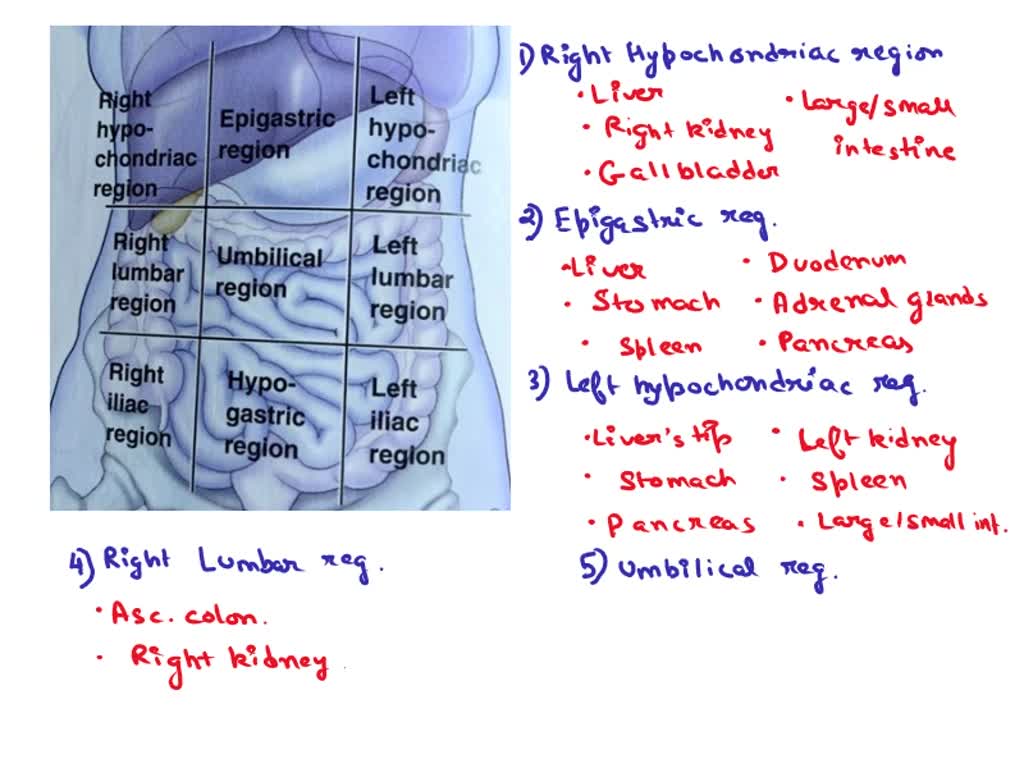 SOLVED: Which regions of the abdominopelvic cavity are situated ...