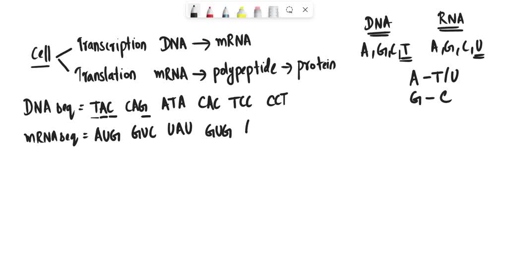 SOLVED Examine the DNA triplets here and determine the amino acid