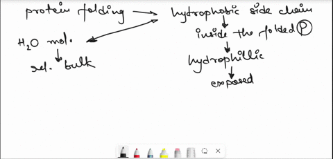 proteins-contain-large-numbers-of-amino-acids-with-hydrophobic-side-chains-when-protein-is-fully-unfolded-each-of-these-side-chains-exposed-to-waler-which-forms-large-ordered-cages-of-water-95174