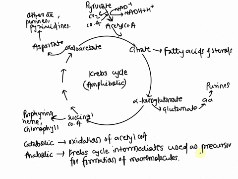 cellular-metabolism-consists-of-anabolic-and-catabolic-reactions-a-central-process-linking-these-two-pathways-is-the-krebs-cycle-discuss-this-process-and-how-it-links-anabolism-and-catabolis-37867