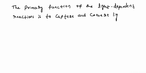 what-is-the-function-of-the-light-dependent-reactions-47168