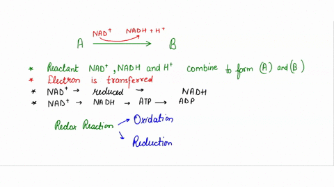 which-of-the-following-statements-correctly-describes-the-oxidation-reduction-reaction-shown-below-nad-nadh-ht-a-b-reactants-nad-nadh-and-h-combine-to-form-products-a-and-b-an-clectron-is-tr-06648