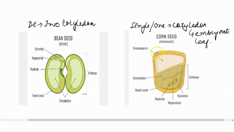 2-compare-and-contrast-the-external-and-internal-structures-o-morphology-of-the-typical-monocot-and-dicot-seeds-3-suggest-a-reason-why-growing-embryo-enclosed-within-the-seed-and-seed-coat-u-23456