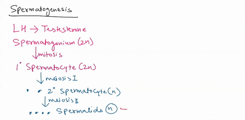 fill-in-the-table-comparing-spermatogenesis-and-oogenesis-spermatogenesis-where-it-takes-place-oogenesis-meiotic-divisions-equall-unequal-number-of-final-gametes-produced-per-mother-cell-siz-65933