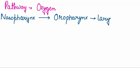 trace-the-pathway-molecule-of-oxygen-must-take-to-travel-from-the-nasal-cavity-to-an-alveolus-in-the-inferior-lobe-of-the-right-lung-be-sure-to-name-all-the-conducting-and-respiratory-portio-69767