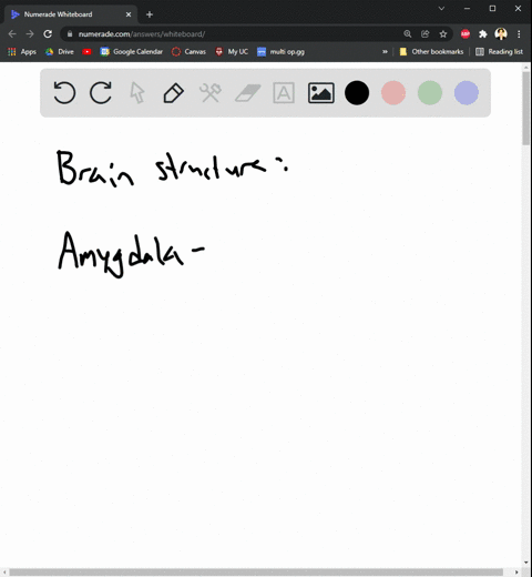why-is-the-amygdala-a-major-focus-of-interest-for-researchers-32818