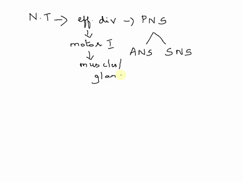 describe-the-neurotransmitters-used-by-the-different-branches-of-the-peripheral-efferent-nervous-system-17036