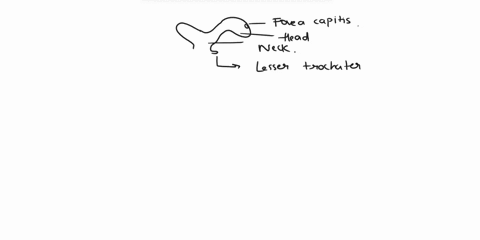 label-the-anterior-features-of-the-right-femur-by-clicking-and-dragging-the-labels-to-the-correct-location-greater-trochanter-neck-fovea-capitis-head-shaft-medial-epicondyle-patellar-surface-96372