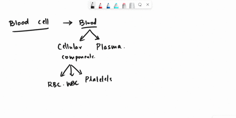 the-function-of-a-blood-cell-is-77808