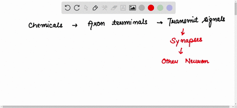 signal-transmission-from-one-neuron-to-another-requires-a-series-of-processes-pertaining-to-differen-26943