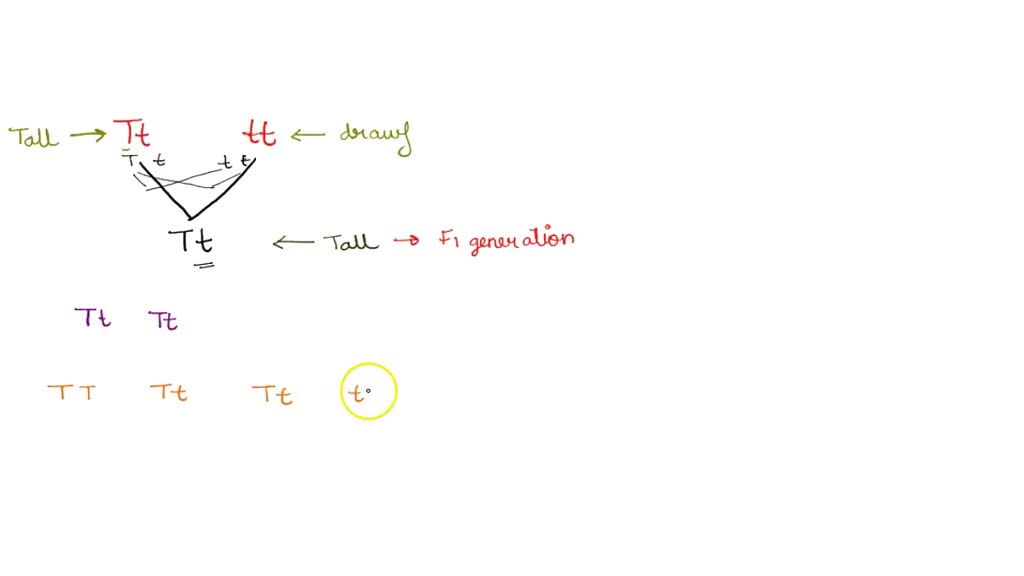 solved-what-is-the-expected-genotypic-ratio-in-the-f2-generation-of-a