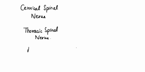 drag-each-label-to-accurately-identify-the-regions-of-spinal-nerves-lumbar-spinal-nerves-sacral-spinalnerves-cervical-enlargement-t-cauda-equina-lumbosacral-enlargement-cervical-spinal-nerve-62136