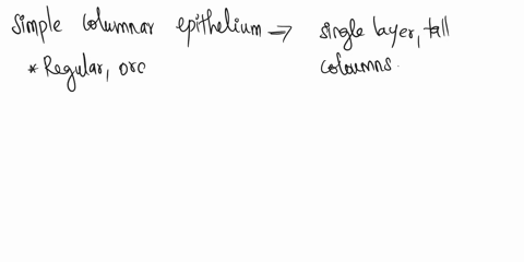 identify-this-tisssue-0-ciliated-simple-columnar-epithelium-simple-cuboidal-epithelium-simnple-squamous-epithelium-stratified-squamous-epithelium-14412