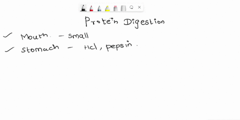 1-the-proteins-we-consume-in-our-diets-are-broken-down-to-amino-acids-which-of-the-following-are-events-in-the-process-of-protein-digestion-select-all-that-apply-a-amino-acids-transported-by-86763