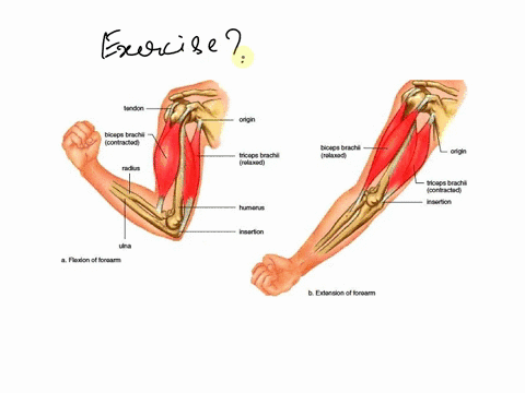 envision-a-hypothetical-event-in-which-an-individual-comes-to-you-to-discuss-exercises-that-require-the-elbow-flexors-and-extensors-eg-curls-or-pushdowns-etc-they-are-trying-to-learn-differe-84093