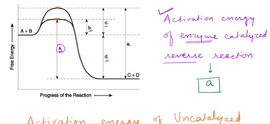 diagram of enzyme catalyzed reaction