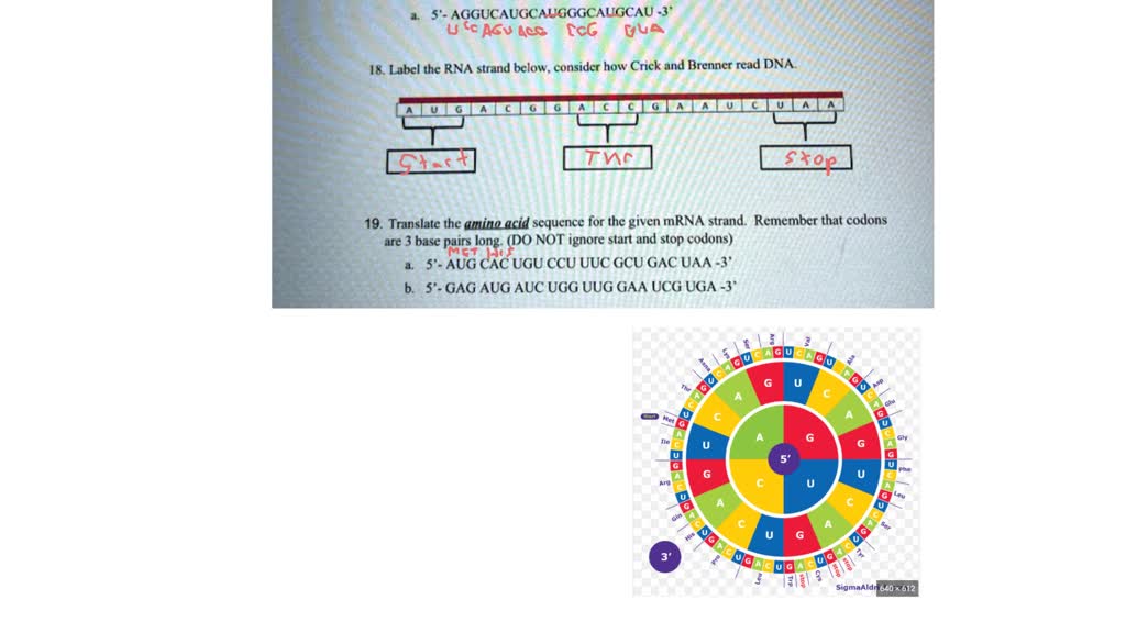 SOLVED: Write the tRNA sequence for the given strand of mRNA (Ignore ...