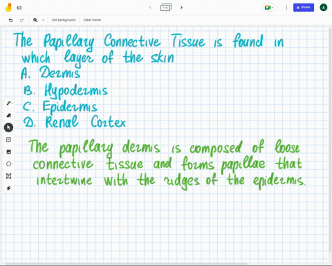 question-18-the-papillary-connective-tissue-is-found-in-which-layer-of-the-skin-a-dermis-b-hypodermis-c-epidermis-d-renal-cortex