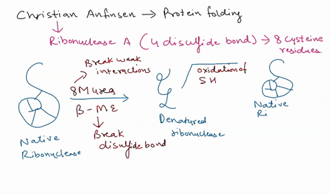 in-the-classic-experiment-of-christian-anfinsen-ribonuclease-was-unfolded-in-the-presence-of-beta-mercaptoethanol-and-urea-and-when-immediately-assayed-for-retention-of-catalytic-activity-wa-32675