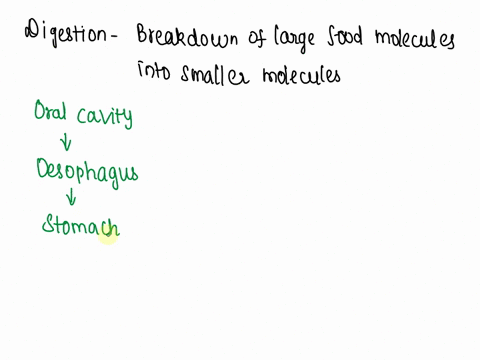 place-the-following-structures-in-the-order-a-bolus-of-food-would-pass-through-them-esophagus-jejunum-large-intestine-ileum-ileocecal-valve-a-sphincter-that-separates-two-digestive-regions-p-87622