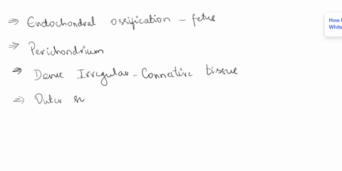 19-during-endochondra-ossification-in-fetus-bones-initially-develop-as-a-cartilage-model-surrounded-connective-tissue-covering-called-the-penosteum-endosteum-perichondrium-permysum-inabecula-29962