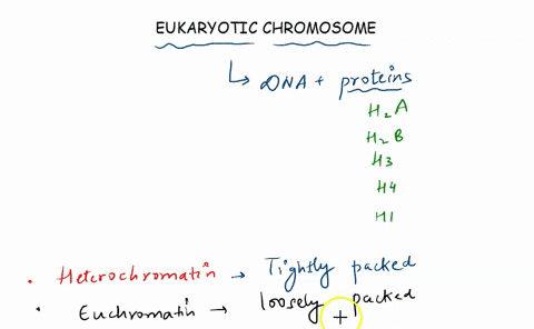 which-ofthe-following-statements-describes-the-eukaryotic-chromosome-it-is-composed-of-dna-alone-active-transcription-occurs-on-heterochromatin-but-not-euchromatin-it-consists-of-a-single-li-03372