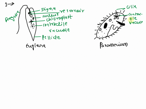 syrucpuoposupisairsu-ipiodup-3diagrams-of-protozoa-euglena-and-paramecium6-marks-4diagrams-of-the-alga-spirogyra3-marks-5diagrams-of-fungi-ibasidiomycetes-mushroom3marks-23012