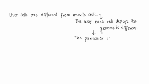 within-the-same-individual-how-is-a-liver-cell-able-to-make-different-proteins-than-a-brain-cell-they-cant-they-must-make-the-same-proteins-the-liver-and-brain-contain-different-genes-the-li-11174