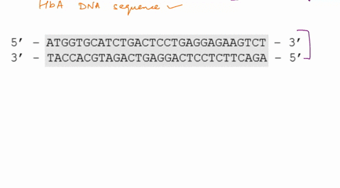 The DNA sequence of the HbA (wild-type) allele coding for...