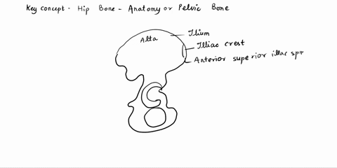 pelvis-and-anatomical-features-of-the-correctly-label-the-bones-acelabulum-ischlal-tuberosyy-ramus-ischiun-suo-0s-wnneall-katonolc-nurao-jotat-cn-iscrial-lpl7o-body-0l-pudiis-body-ecnilm-mnj-80736