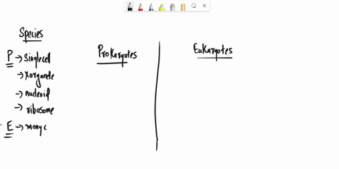 classify-each-statement-based-on-whether-it-describes-prokaryotes-only-eukaryotes-only-or-can-describe-both-prokaryotes-and-eukaryotes_-prokaryotes-eukaryotes-both-answer-bank-unicellular-co-06682
