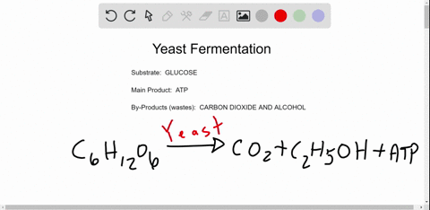 identify-the-substrate-the-main-product-and-the-by-products-waste-products-of-fermentation-in-yeast-substrate-choose-atp-water-lactic-acid-glucose-carbon-dioxide-and-alcohol-yeast-carbon-dio-94713