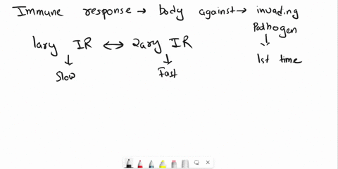 place-a-single-word-into-each-sentence-to-make-it-correct-then-place-the-sentences-in-the-order-the-events-occur-drag-the-ia-blccke-beiow-inio-thalr-correctcrder-antigens-as-the-plasma-cells-28384