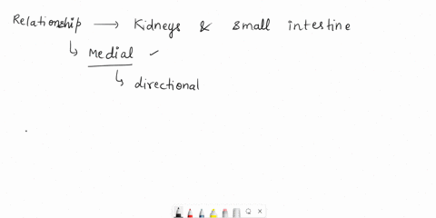 need-help-the-kidneys-are-medial-dorsal-to-the-small-intestine_-anterior-ventral-43395
