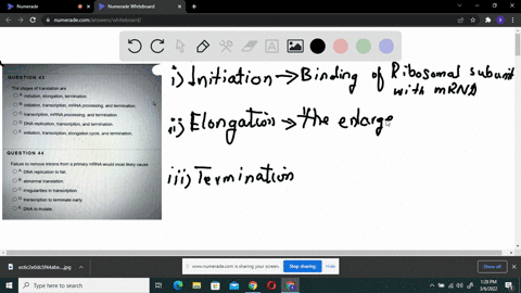 question-43-the-stages-of-translation-are-initiation-elongation-termination-initiation-transcription-mrna-processing-and-termination-transcription-mrna-processing-and-termination-dna-replica-48567