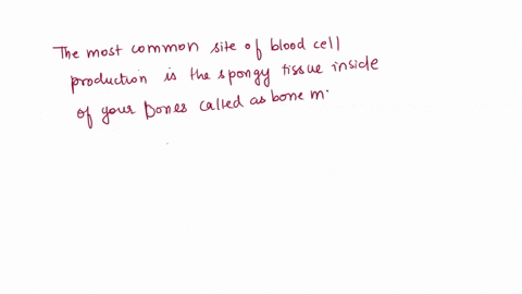 where-does-myeloid-hemopoiesis-take-place-in-adults-spleen-liver-yellow-bone-marrow-red-bone-marrow-99824