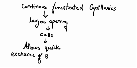 type-of-true-capillary-that-possesses-large-gaps-between-endothelial-cells-fenestrated-venulated-continuous-sinusoid-91213