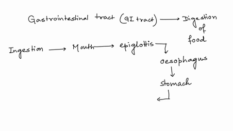 what-is-the-pathway-of-food-through-the-gastrointestinal-tract-13564