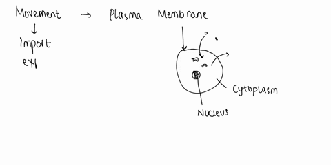 question-19-1-point-material-can-move-selectively-from-the-inside-to-the-outside-of-the-cells-and-from-the-outside-to-the-inside-across-the-plasma-membrane-true-false-37739